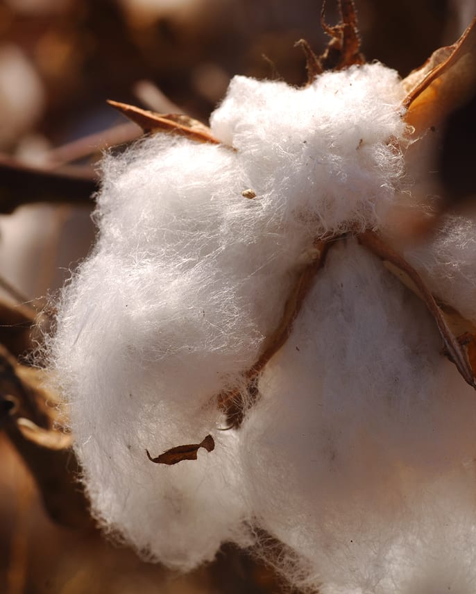 Everlane pic description