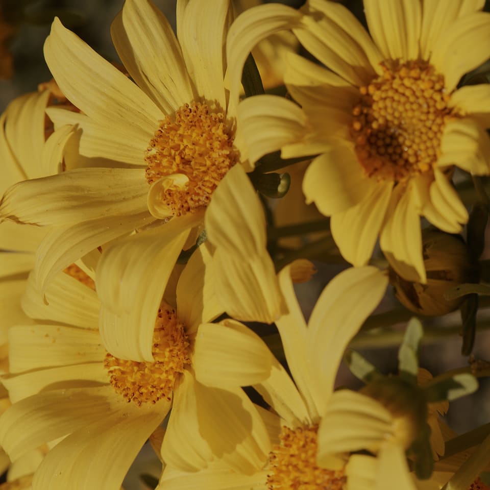 Everlane pic description