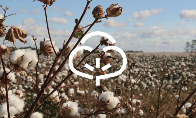 Everlane pic description