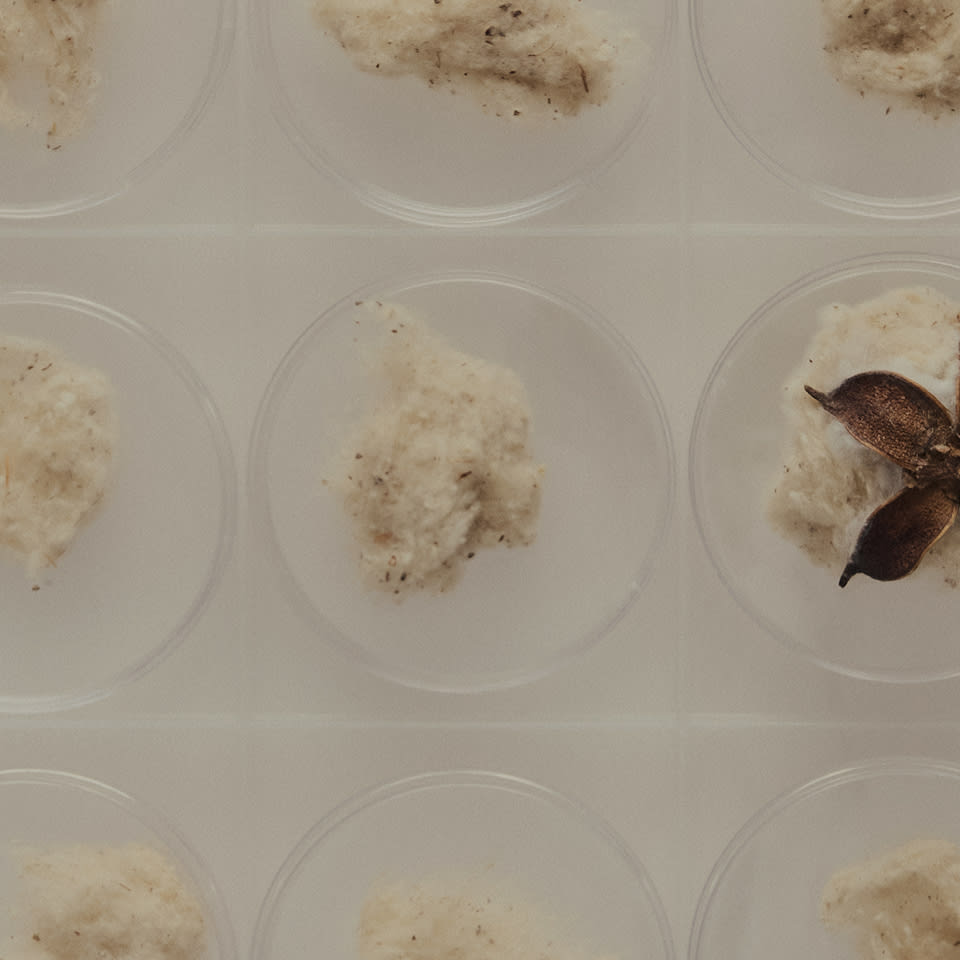 Everlane pic description