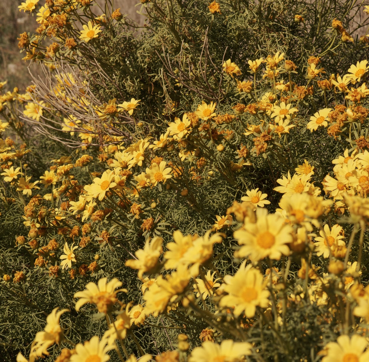 Everlane pic description