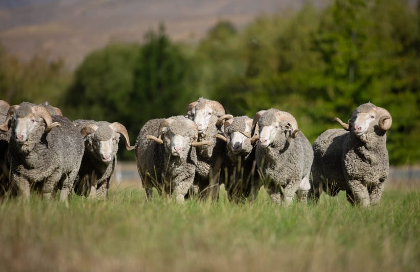 Everlane pic description