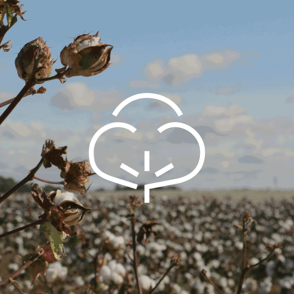 Everlane pic description