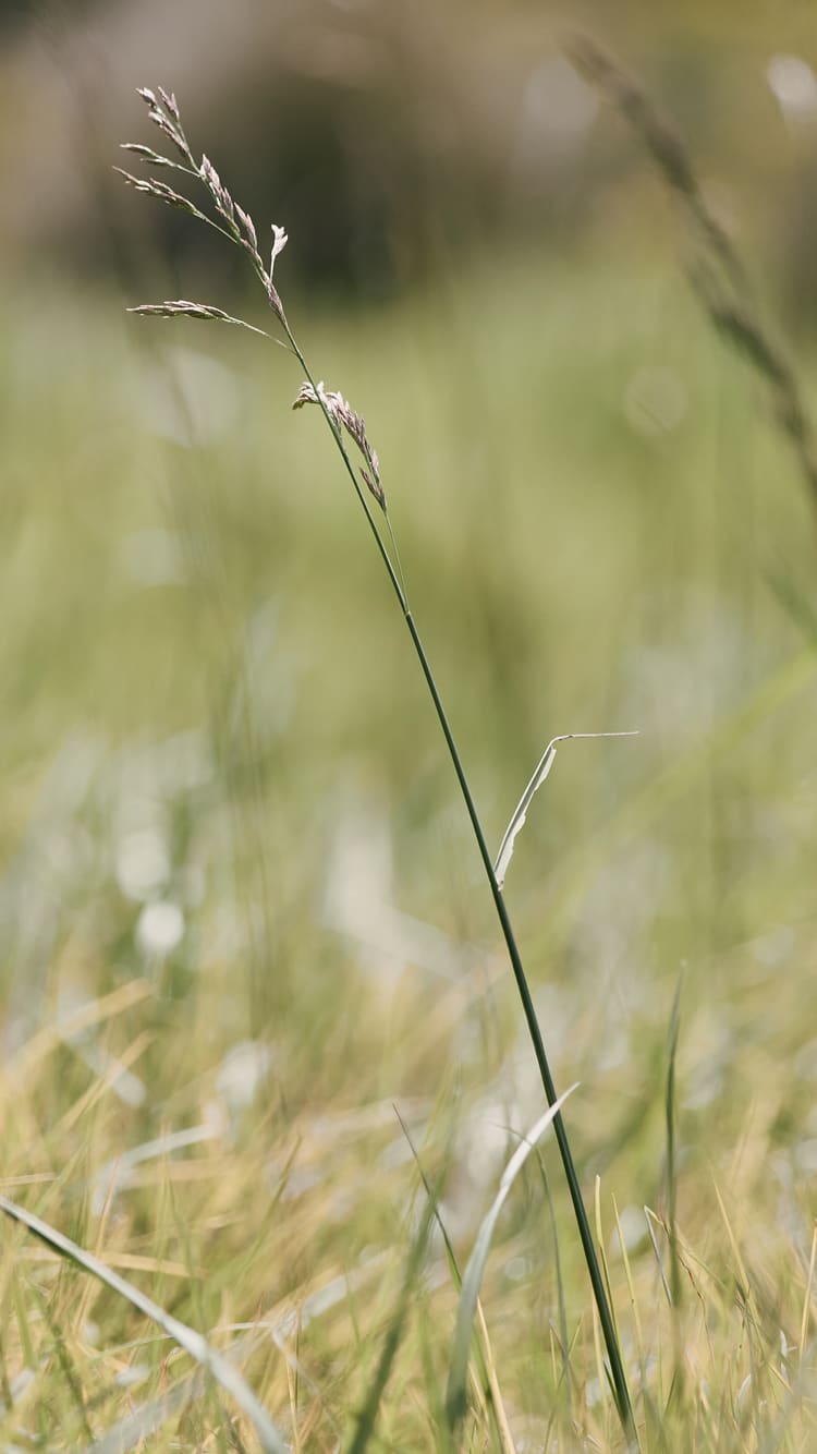 Everlane pic description