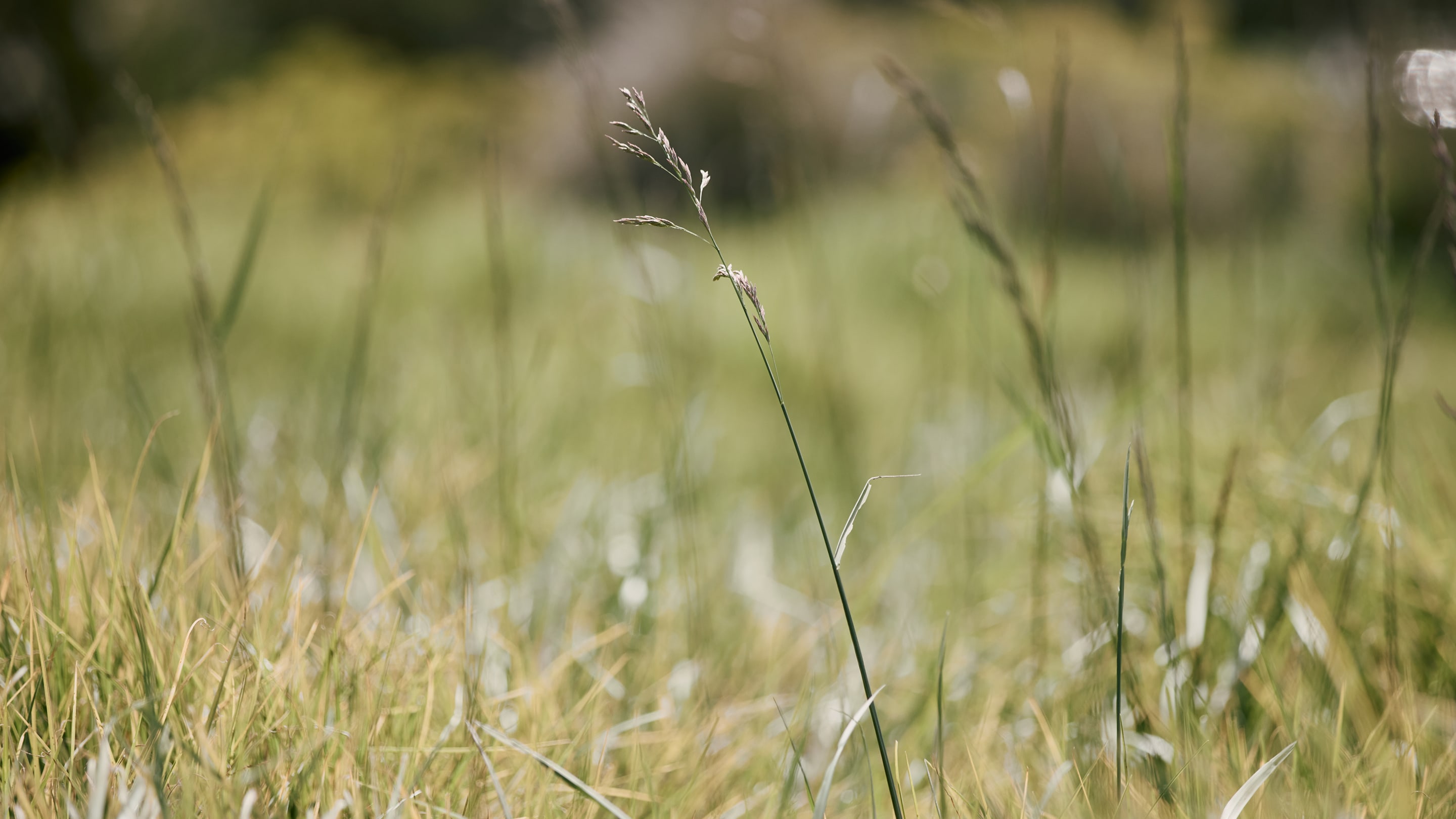 Everlane pic description