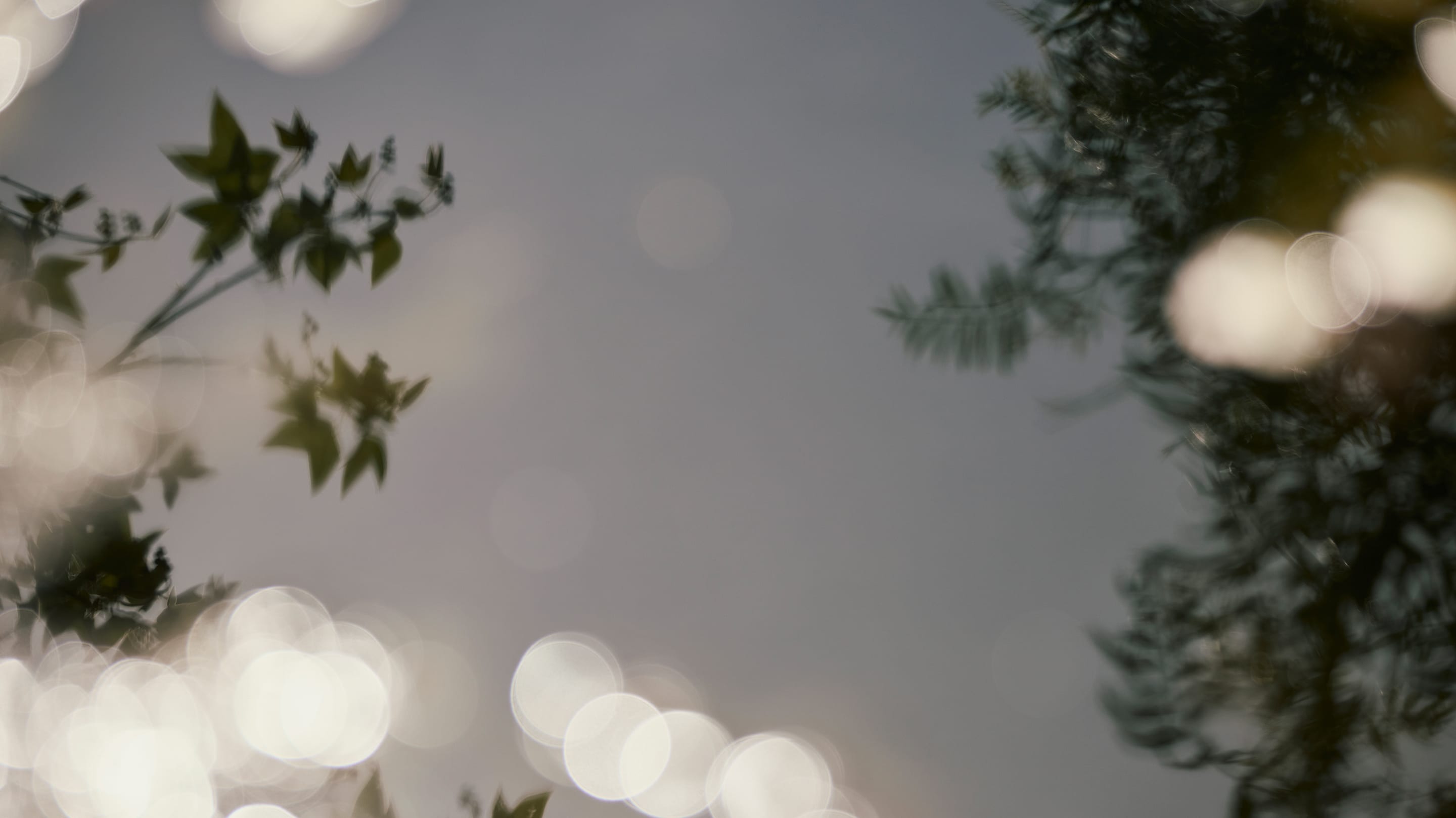 Everlane pic description