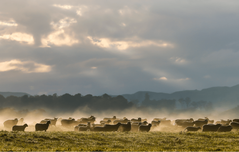 Everlane pic description