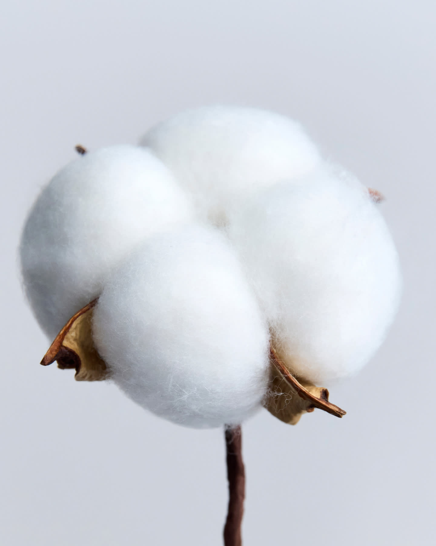 Everlane pic description