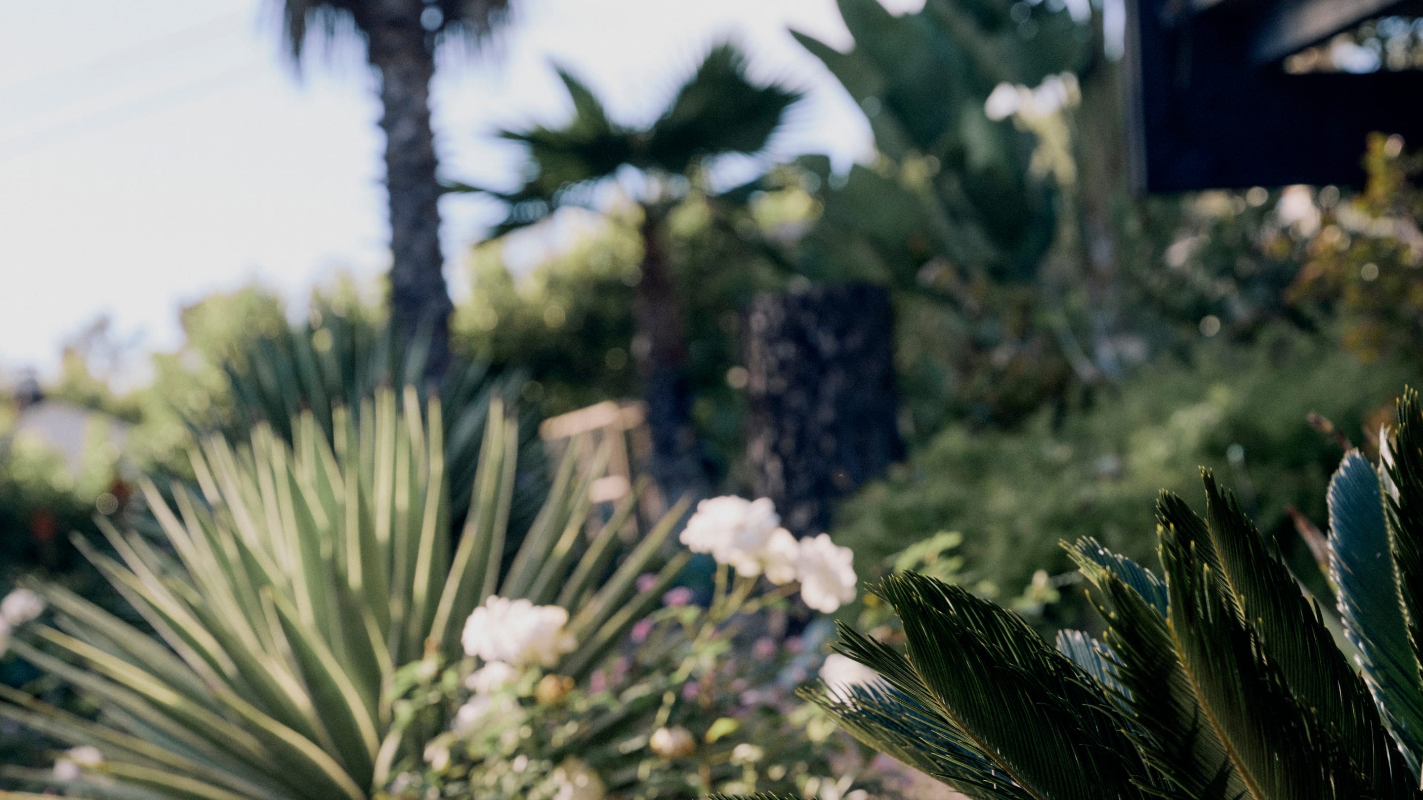 Everlane pic description