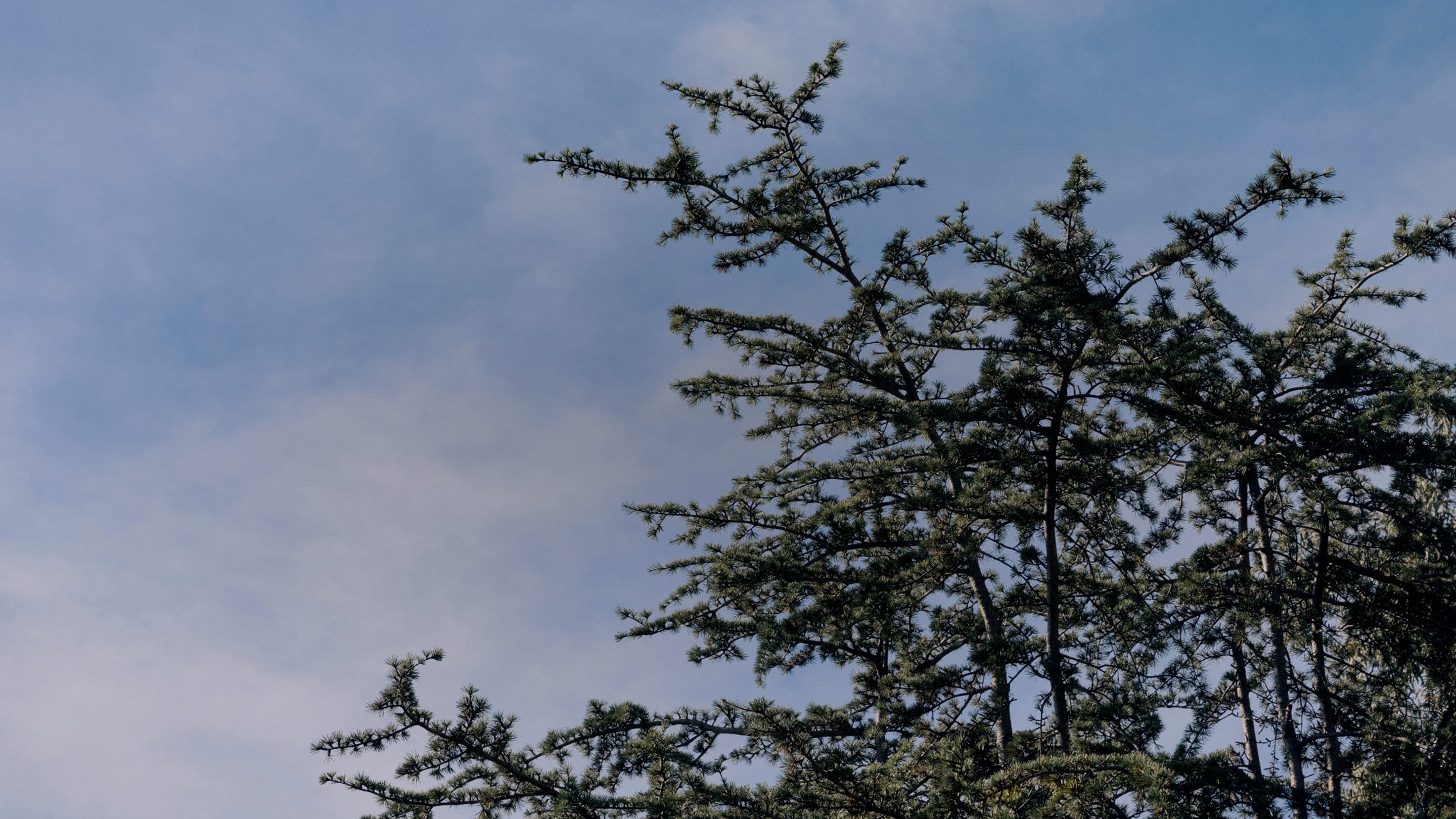 Everlane pic description