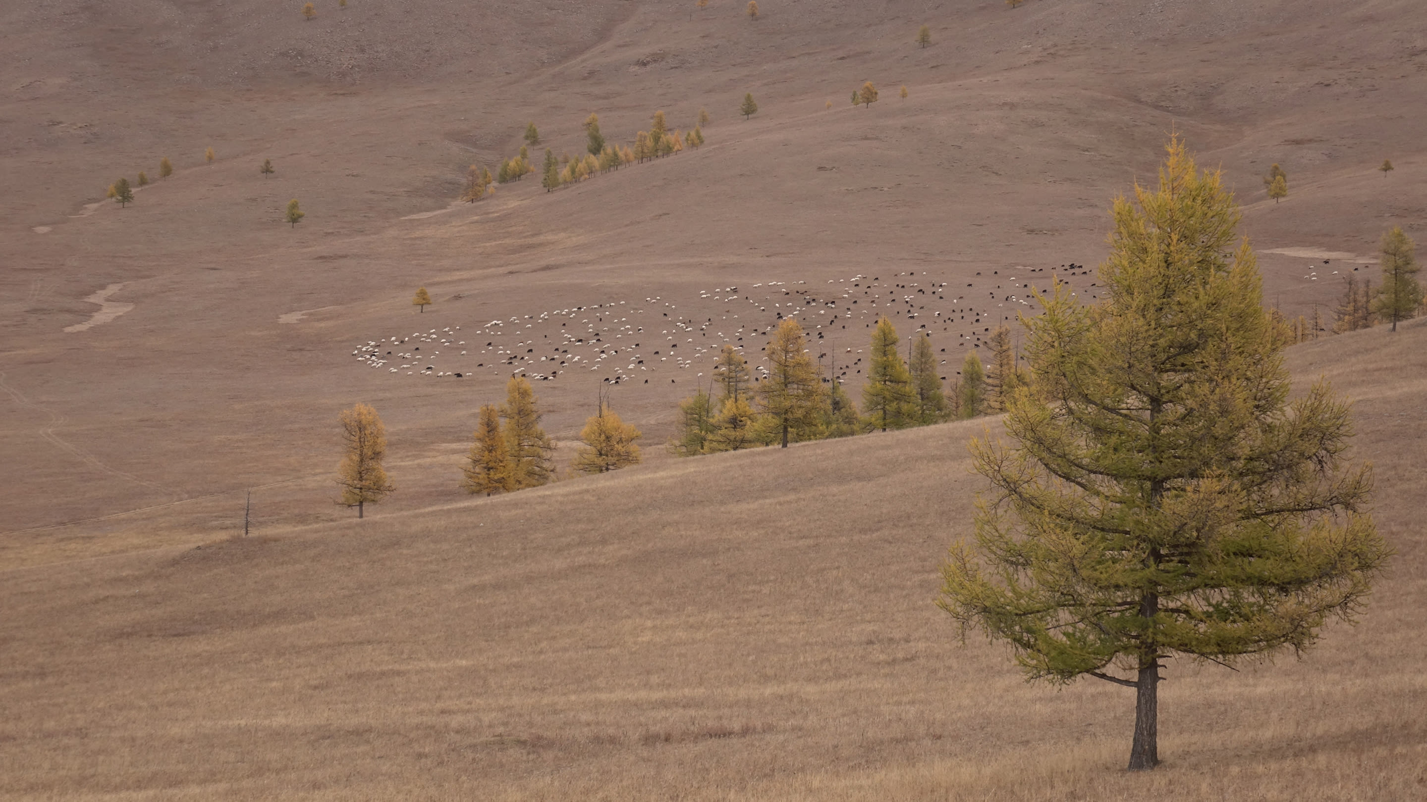 Everlane pic description