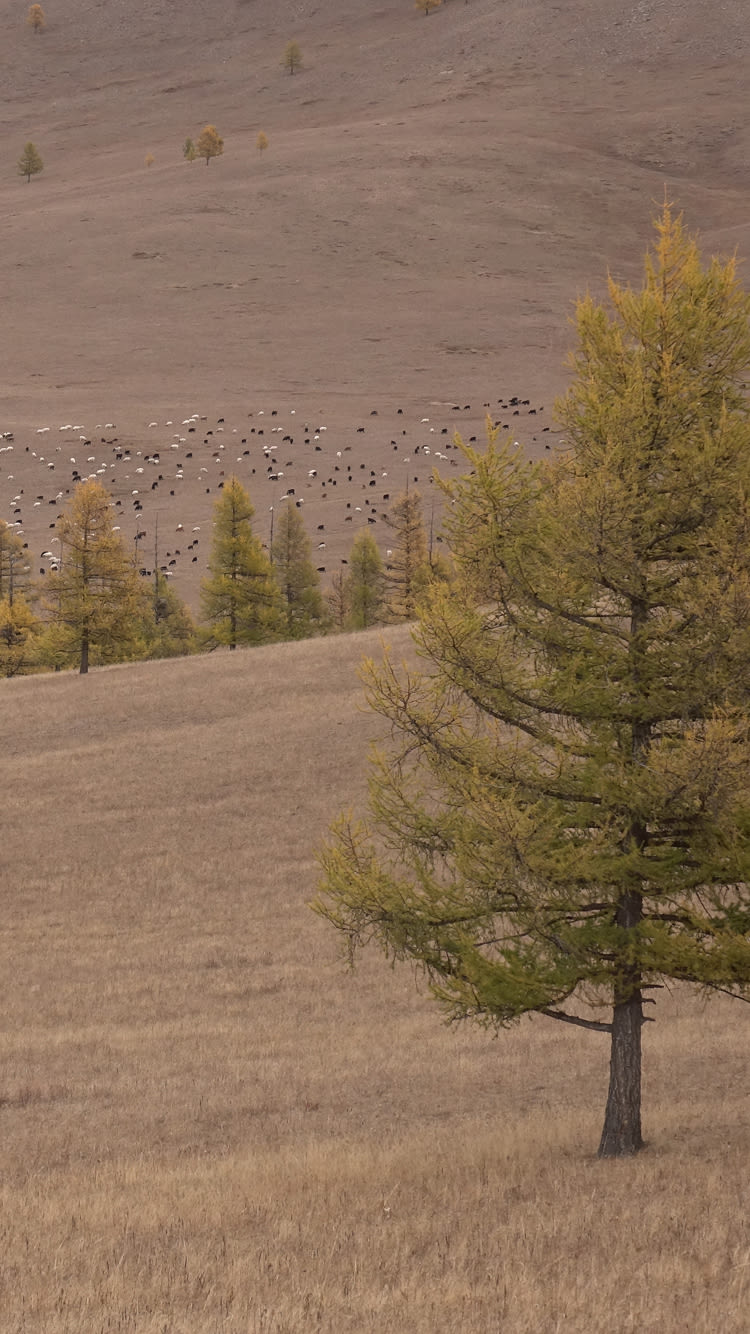 Everlane pic description