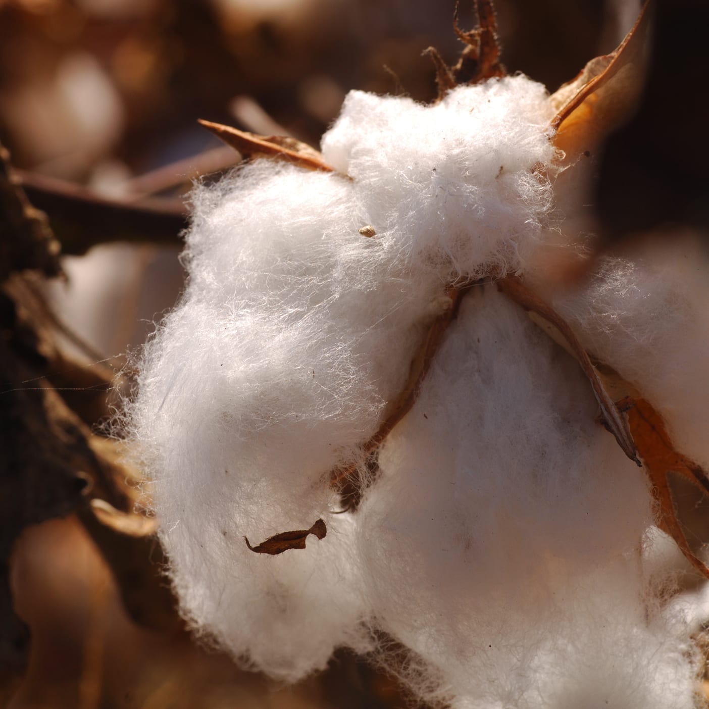 Everlane pic description