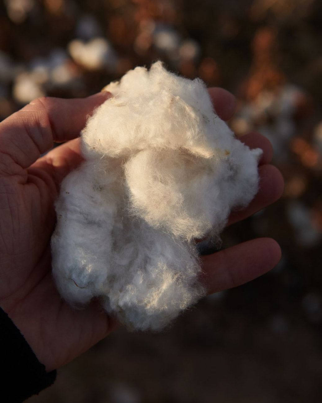 Is there such a thing as cotton fleece? - Quora